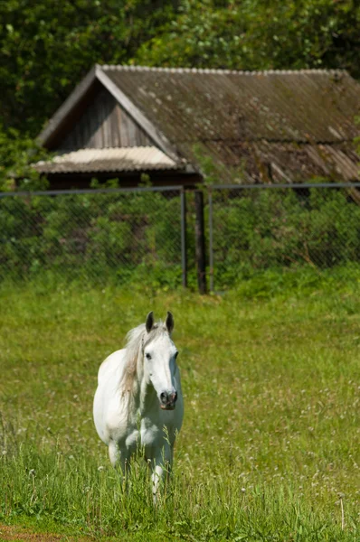 Yeşil çimenlerin üzerinde at grazes