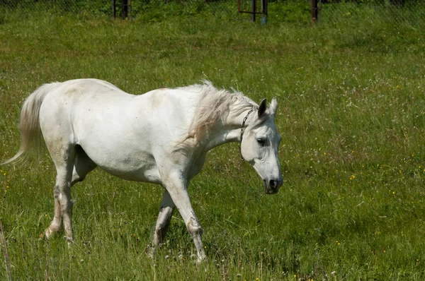 Yeşil çimenlerin üzerinde at grazes — Stok fotoğraf