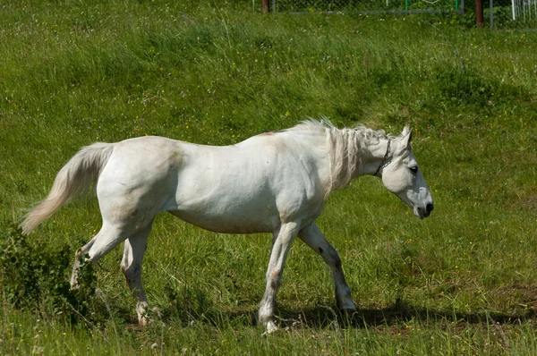 Koń pasie na zielony trawnik — Zdjęcie stockowe