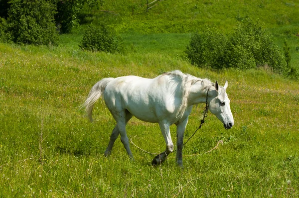 緑の芝生の上の馬をかすめる — ストック写真