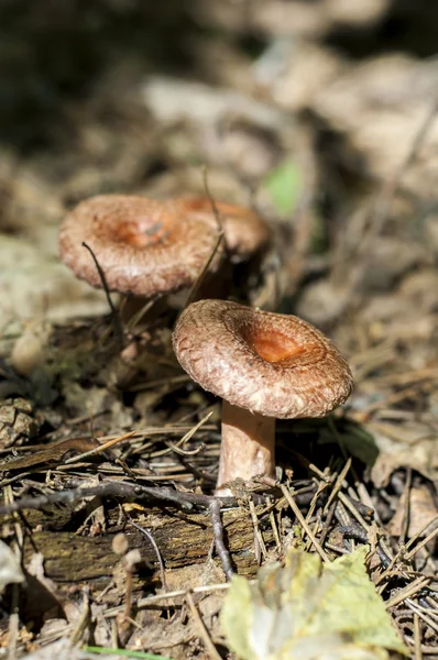 Laktarius Wächst Einem Kiefernwald — Stockfoto