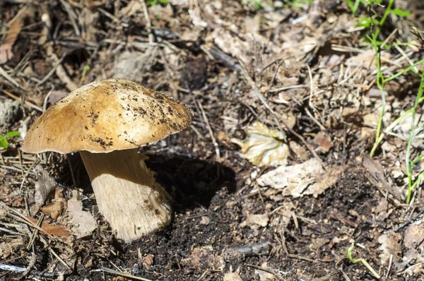 Boletus Edulis Калифорнийский Король Болетт Плодовое Тело Имеет Большой Коричневый — стоковое фото