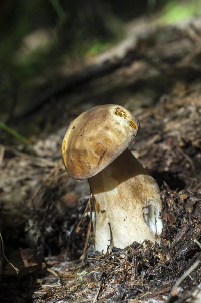 Boletus Edulis Калифорнийский Король Болетт Плодовое Тело Имеет Большой Коричневый — стоковое фото