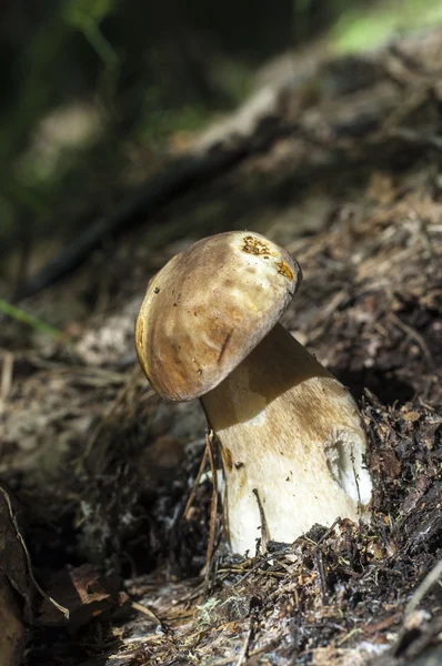 Boletus Edulis Rey California Bolete Cuerpo Frutal Tiene Una Gran —  Fotos de Stock