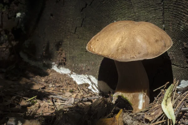 Boletus Edulis Καλιφόρνια Βασιλιάς Σκούρος Βωλίτης Σώμα Φρούτων Έχει Ένα — Φωτογραφία Αρχείου