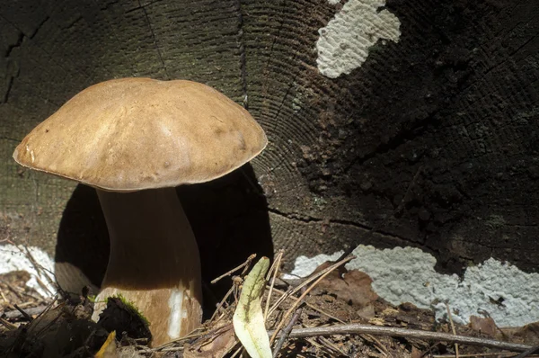 Boletus Edulis Калифорнийский Король Болетт Плодовое Тело Имеет Большой Коричневый — стоковое фото