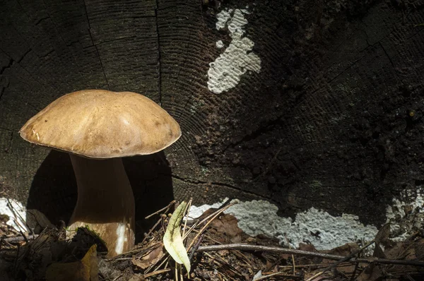 Steinpilze Kalifornischen König Bolete Der Fruchtkörper Hat Eine Große Braune — Stockfoto