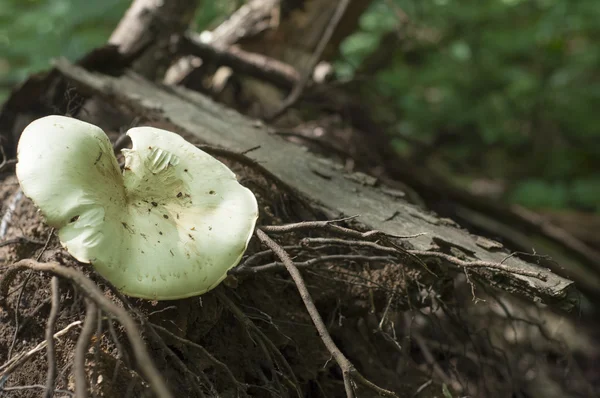 Pleurotus Ostreatus Pleurotus Ostreatus Oyster Mushroom Common Edible Mushroom — Stock Photo, Image