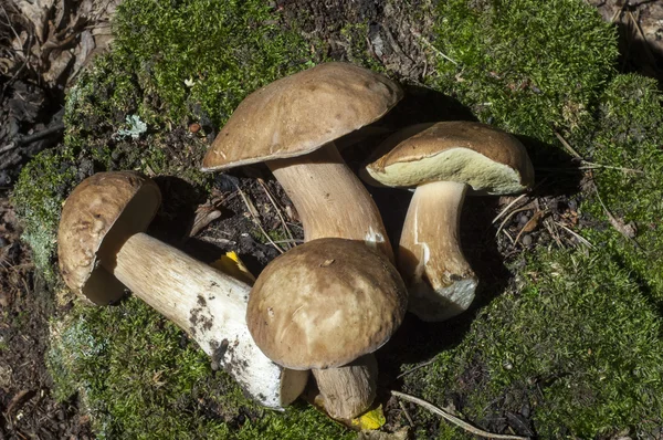 Steinpilze Kalifornischen König Bolete Der Fruchtkörper Hat Eine Große Braune — Stockfoto