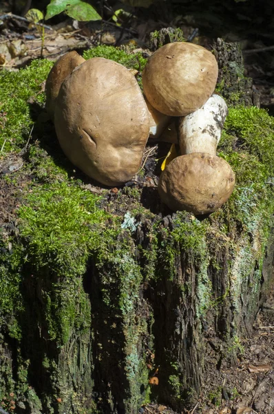 Boletus Edulis Калифорнийский Король Болетт Плодовое Тело Имеет Большой Коричневый — стоковое фото