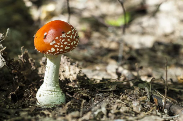 Amanita Mosca Agárica Hongo Venenoso Con Sombrero Rojo Con Motas — Foto de Stock