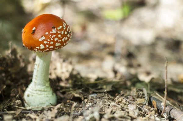 Amanita, fly-person — Stockfoto