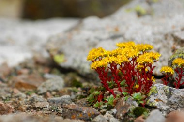 güzel dağlar. Doğa, seyahat 