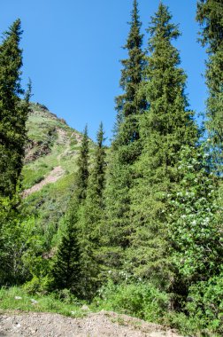 Tien Shan dağlar. Takma Yaylası. Turgen gorge. Zailiyskoe Alatau, plato Assy Turgen