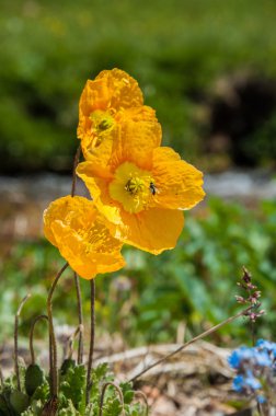 Sarı haşhaş. dağ, dağ, tepe. Kazakistan. Tien Shan. Takma Yaylası