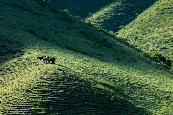 Montanhas Tien Shan. Planalto de Assy — Fotografia de Stock