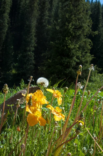 Kazakhstan Tien Shan Yellow Poppies Mountains — Stock Photo, Image