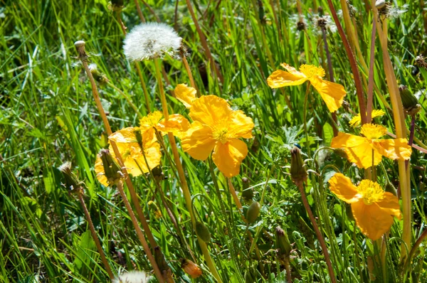 Kazakhstan. Tien Shan. Yellow poppies in the mountains