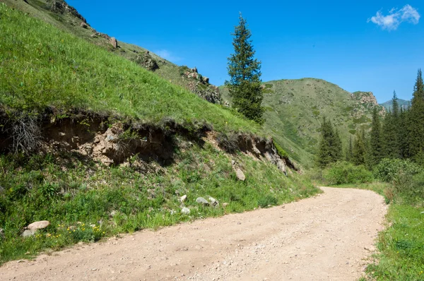 Kazachstan Tien Shan Żółte Maki Górach — Zdjęcie stockowe