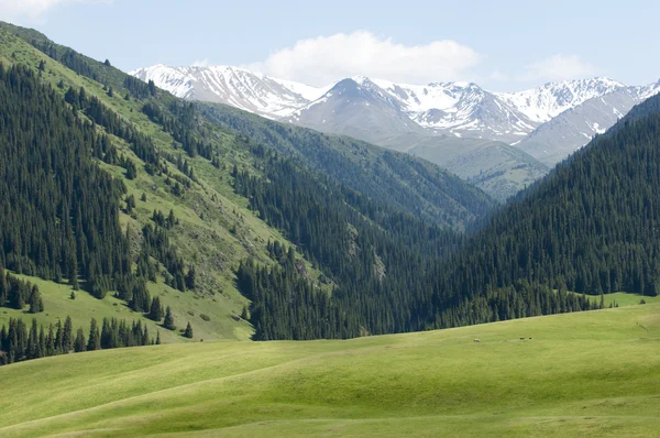 Tien Shan mountains. Assy plateau — Stock Photo, Image