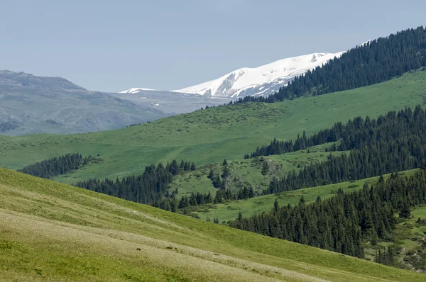 Montagne Tien Shan Assy Plateau Gola Turgen Zailiyskoe Alatau Altopiano — Foto Stock