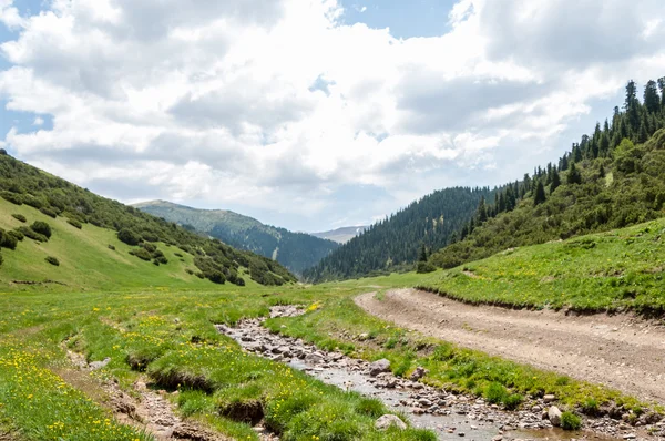 Papaveri Gialli Montagna Monte Collina Kazakistan Tien Shan Altopiano Assato — Foto Stock