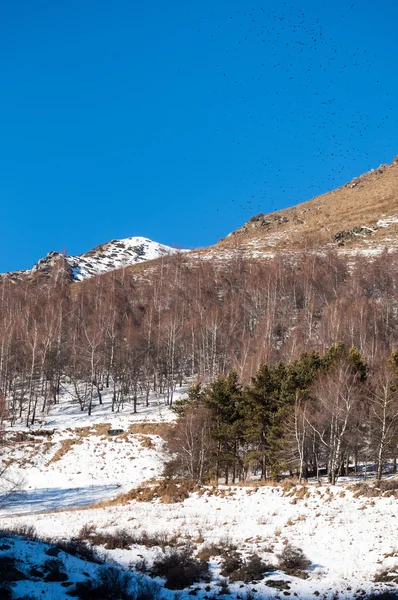 Kazachstan Tien Shan Prachtige Landschap Met Uitzicht Bergen — Stockfoto