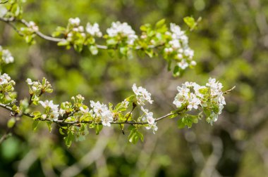 dağ park. Dağlar Almatı, Park'ın ilk Cumhurbaşkanı. Kazakistan