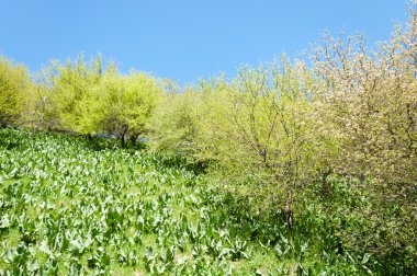 dağ park. Dağlar Almatı, Park'ın ilk Cumhurbaşkanı. Kazakistan