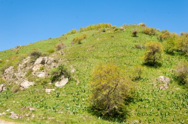 dağ park. Dağlar Almatı, Park'ın ilk Cumhurbaşkanı. Kazakistan