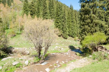 dağ park. Dağlar Almatı, Park'ın ilk Cumhurbaşkanı. Kazakistan