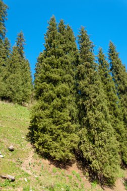 dağ park. Dağlar Almatı, Park'ın ilk Cumhurbaşkanı. Kazakistan
