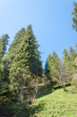 dağ park. Dağlar Almatı, Park'ın ilk Cumhurbaşkanı. Kazakistan