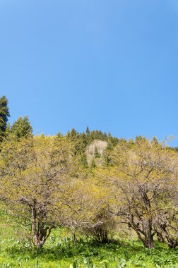 dağ park. Dağlar Almatı, Park'ın ilk Cumhurbaşkanı. Kazakistan