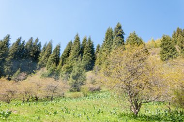 dağ park. Dağlar Almatı, Park'ın ilk Cumhurbaşkanı. Kazakistan