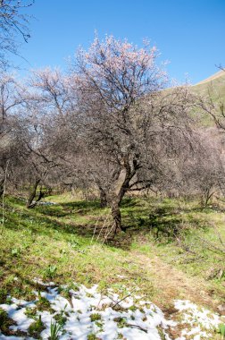 dağ bahar. Kazakistan. Tien Shan. Dağ manzaralı güzel manzara.