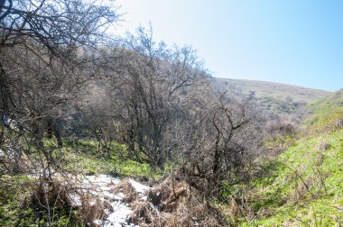 dağ bahar. Kazakistan. Tien Shan. Dağ manzaralı güzel manzara.