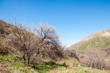dağ bahar. Kazakistan. Tien Shan. Dağ manzaralı güzel manzara.
