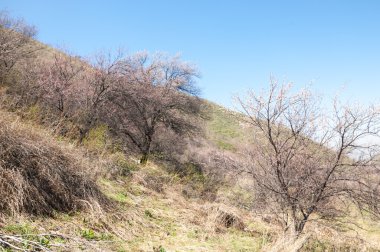 dağ bahar. Kazakistan. Tien Shan. Dağ manzaralı güzel manzara.