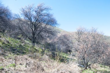 dağ bahar. Kazakistan. Tien Shan. Dağ manzaralı güzel manzara.