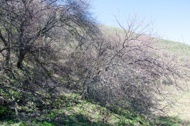 dağ bahar. Kazakistan. Tien Shan. Dağ manzaralı güzel manzara.