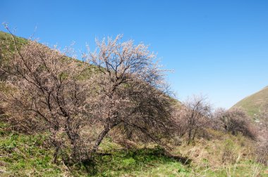 dağ bahar. Kazakistan. Tien Shan. Dağ manzaralı güzel manzara.