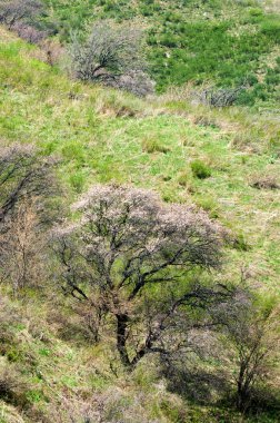 dağ bahar. Kazakistan. Tien Shan. Dağ manzaralı güzel manzara.