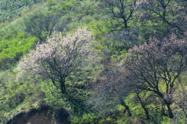 dağ bahar. Kazakistan. Tien Shan. Dağ manzaralı güzel manzara.