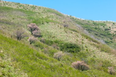 dağ bahar. Kazakistan. Tien Shan. Dağ manzaralı güzel manzara.