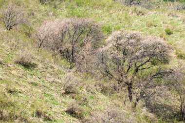 dağ bahar. Kazakistan. Tien Shan. Dağ manzaralı güzel manzara.