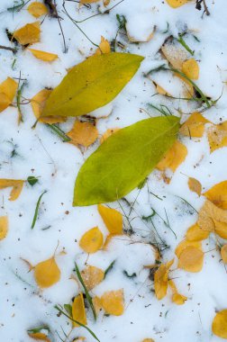 Sonbahar kar bırakıyor. doku. Kar ilk Güz. Sarı huş ağacı yaprakları karda