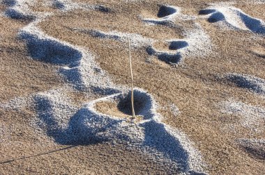 Kum doku. Vahşi doğada kum