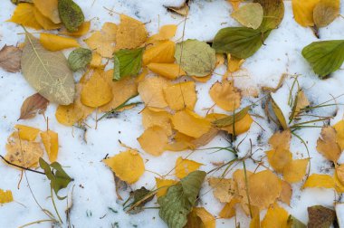 Sonbahar kar bırakıyor. doku. Kar ilk Güz. Sarı huş ağacı yaprakları karda