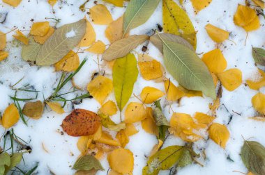 Sonbahar kar bırakıyor. doku. Kar ilk Güz. Sarı huş ağacı yaprakları karda